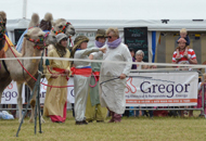 pic of south glos show camels